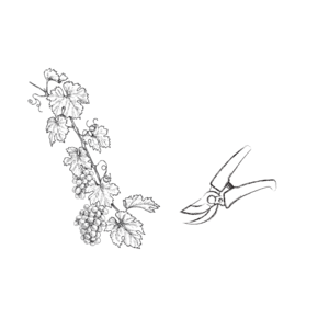 A szőlőtermesztő legjobb társa a metszőollója.