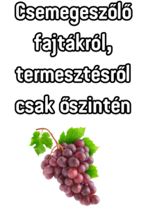 Csemegeszőlő fajtákról, termesztésről, csak őszintén